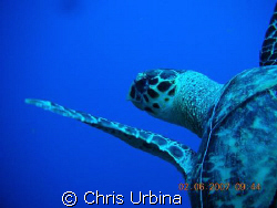 Sea turtle just ahead of me on my 1st underwater photo sh... by Chris Urbina 